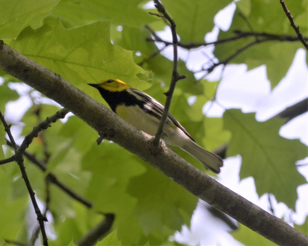 Black-throated Green Warbler - Heather Pickard