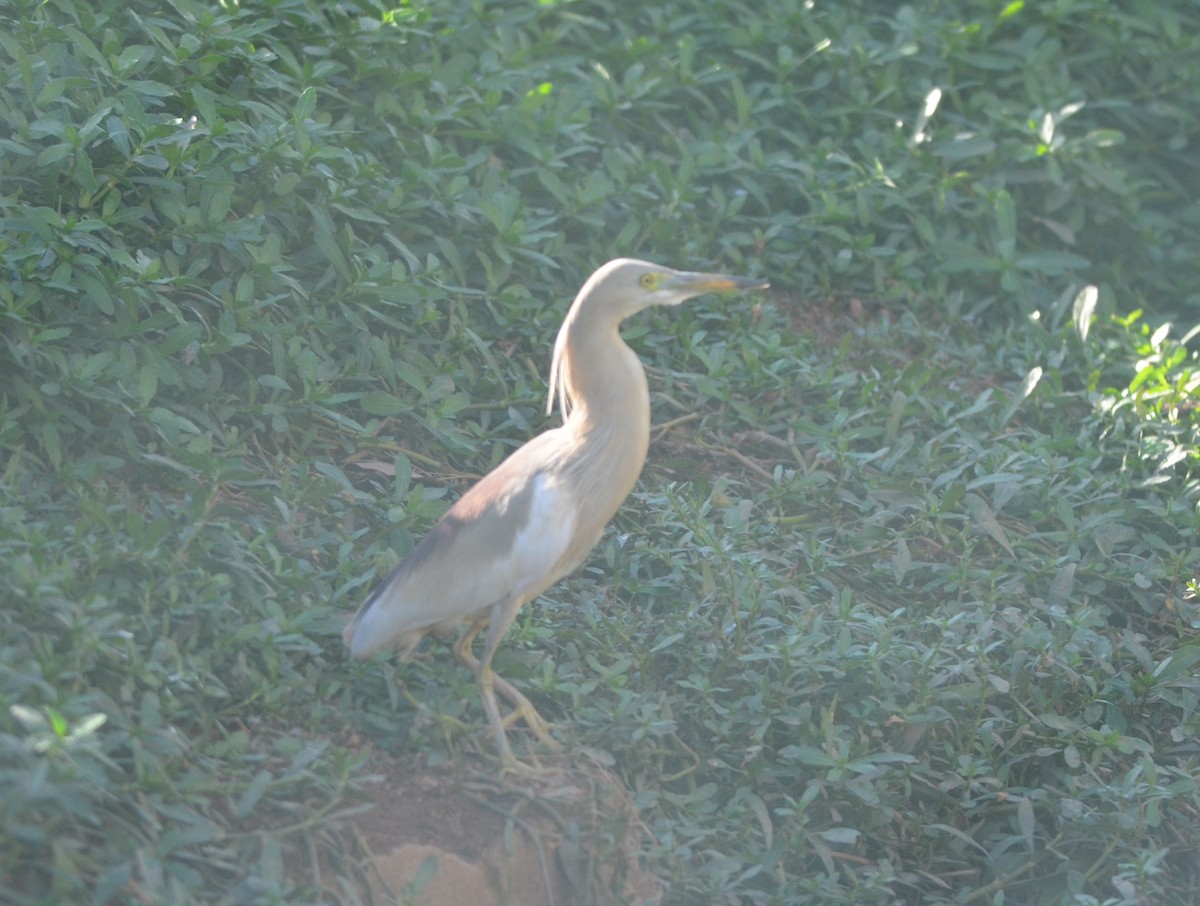 Indian Pond-Heron - ML163716351