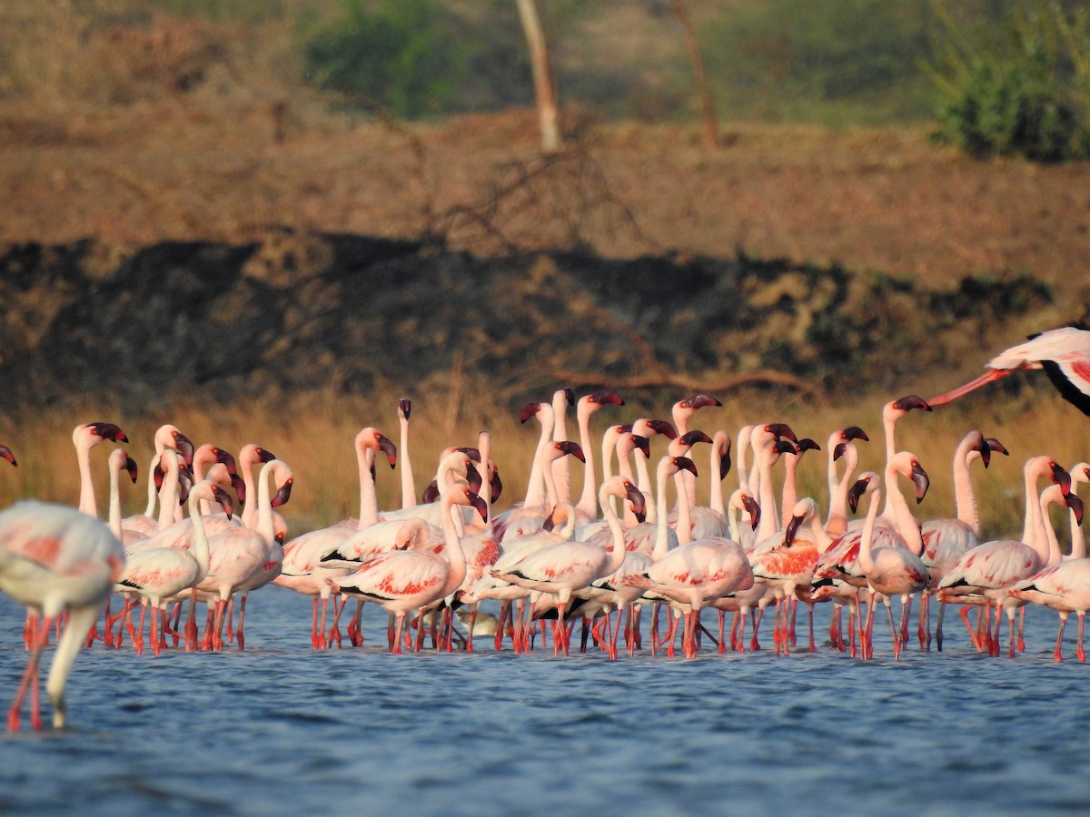Lesser Flamingo - Chitra Shanker