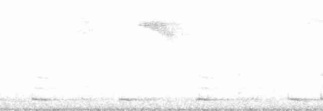 Дивоптах-шилодзьоб чорний - ML163718