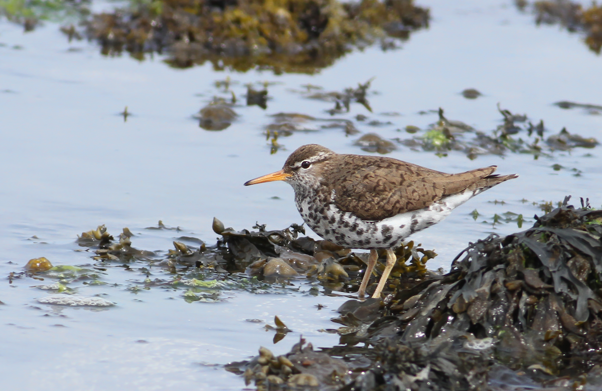 Spotted Sandpiper - Andy Eckerson