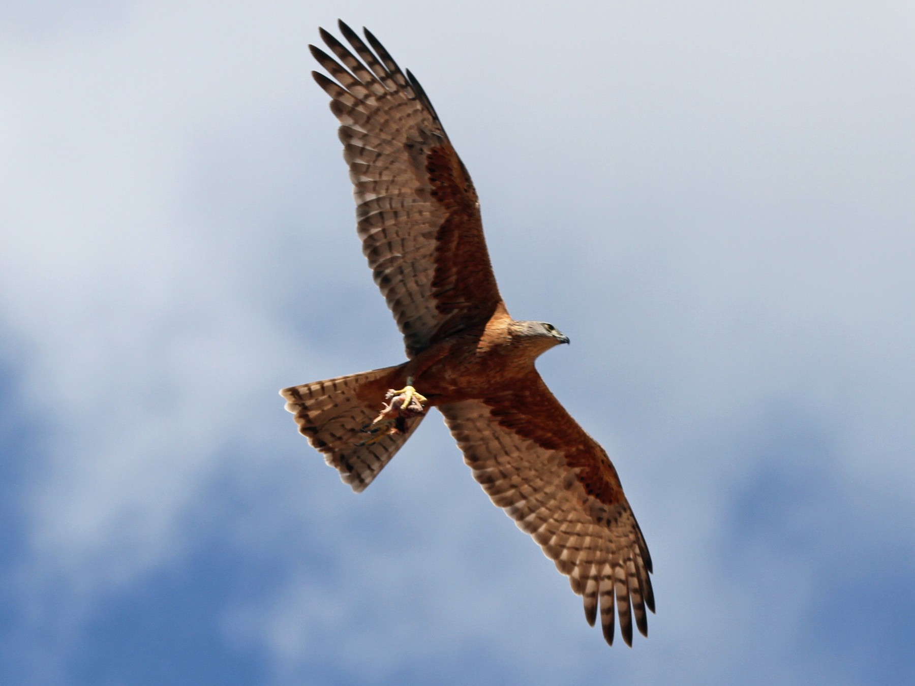 Red Goshawk - James (Jim) Holmes