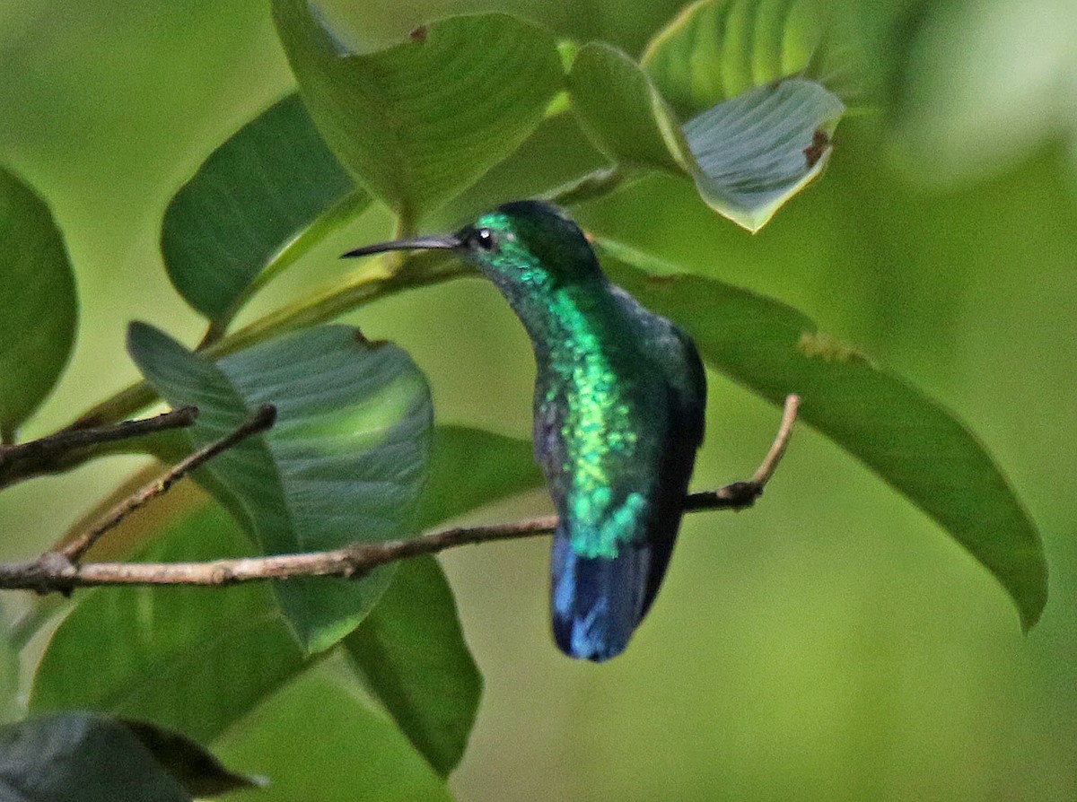 hummingbird sp. - Roger Ahlman