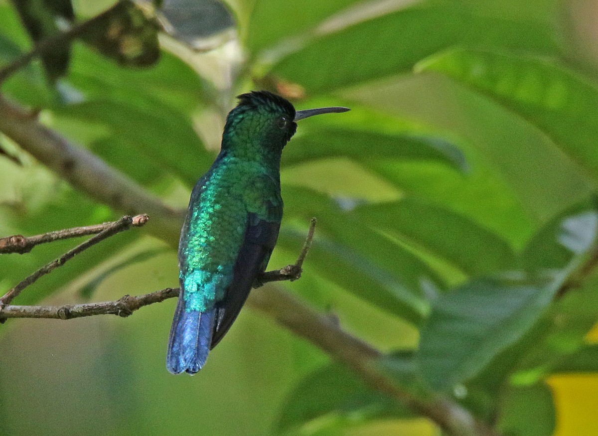 hummingbird sp. - Roger Ahlman