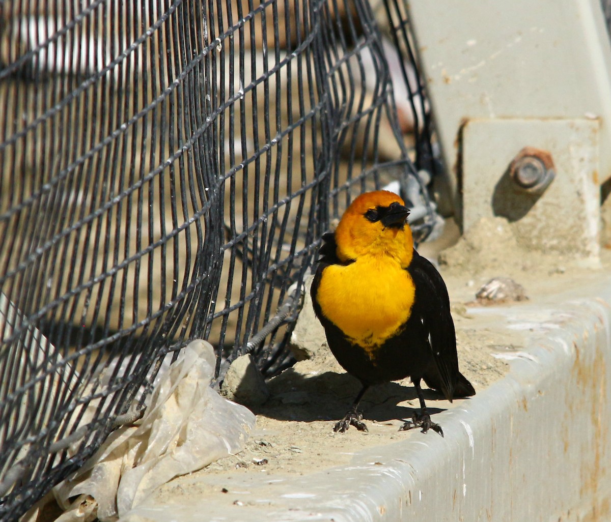 Yellow-headed Blackbird - ML163725141