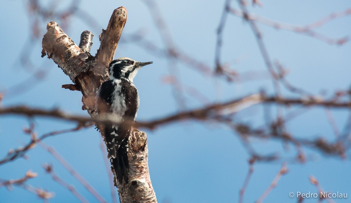 Eurasian Three-toed Woodpecker - Pedro Nicolau