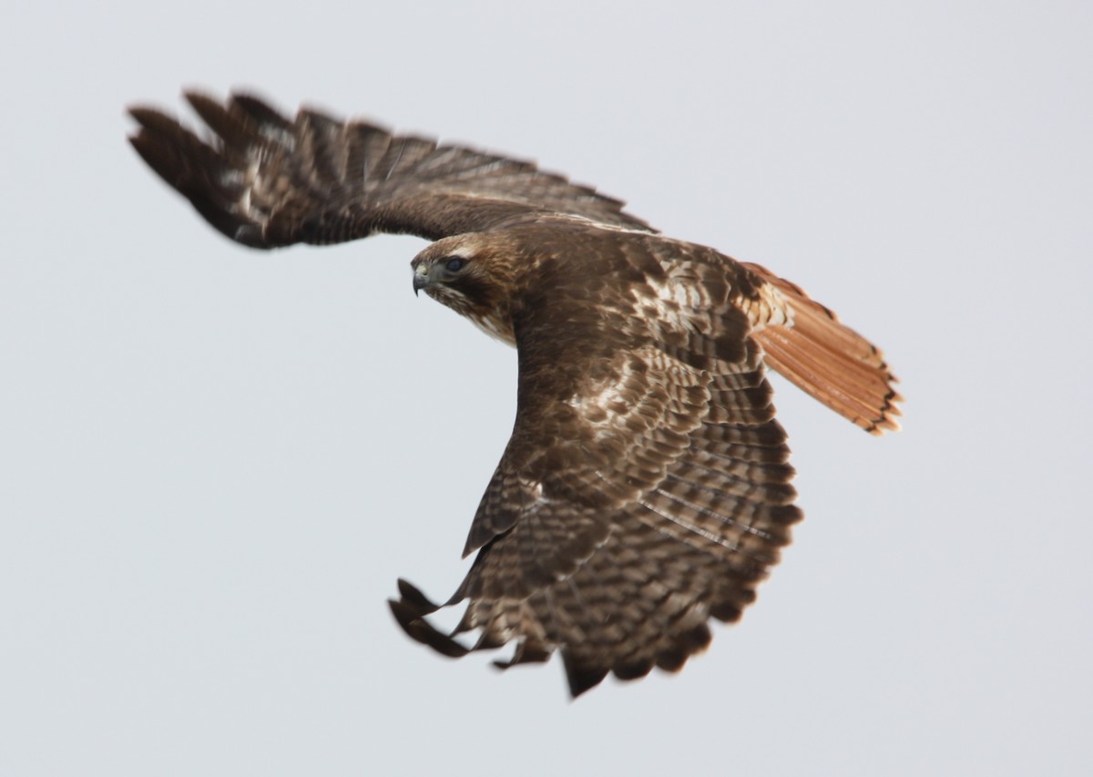 Red-tailed Hawk - ML163727651