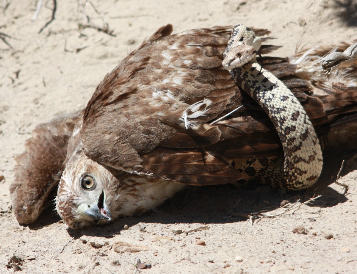 Red-tailed Hawk - ML163727661