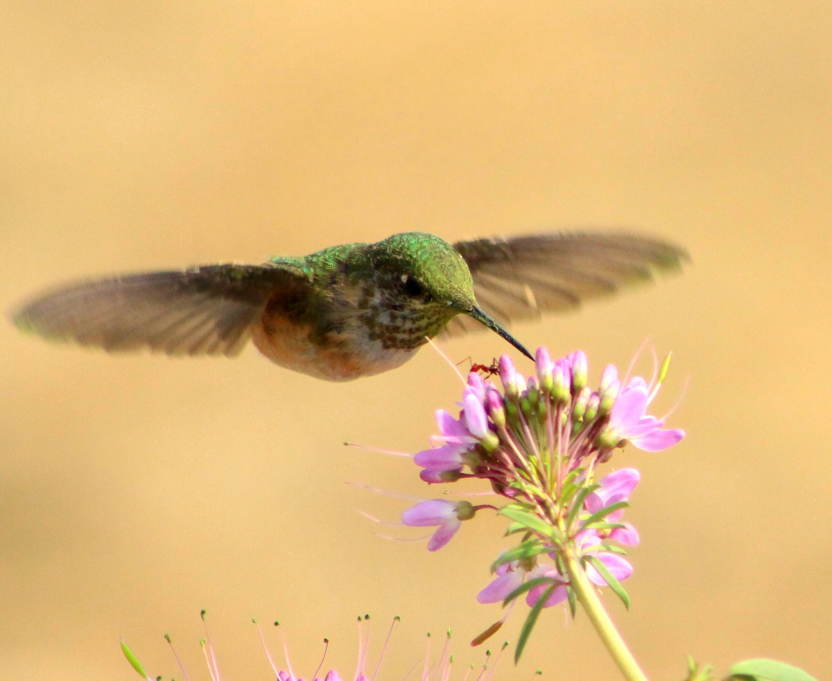 Calliope Hummingbird - ML163727891