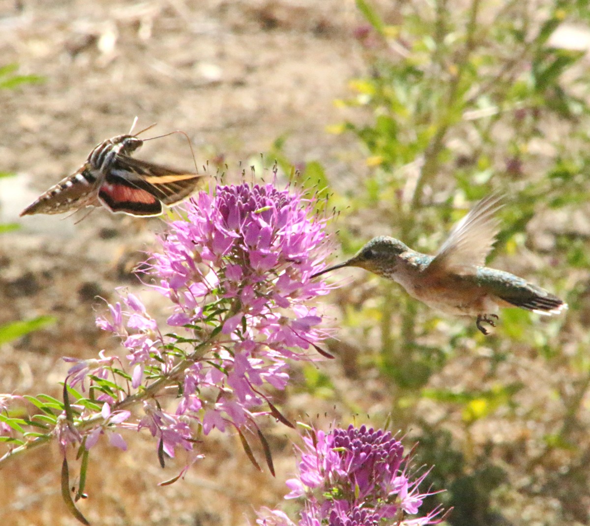 Calliope Hummingbird - ML163727931