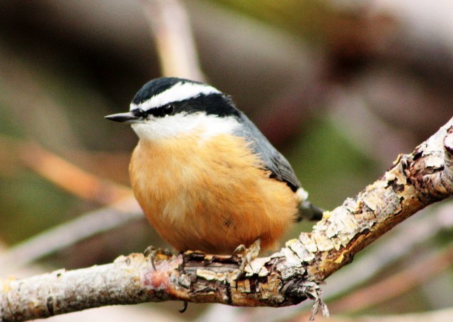 Red-breasted Nuthatch - ML163728061
