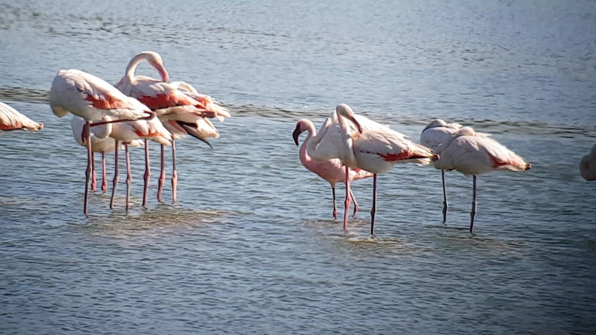 Lesser Flamingo - Antonio Tamayo