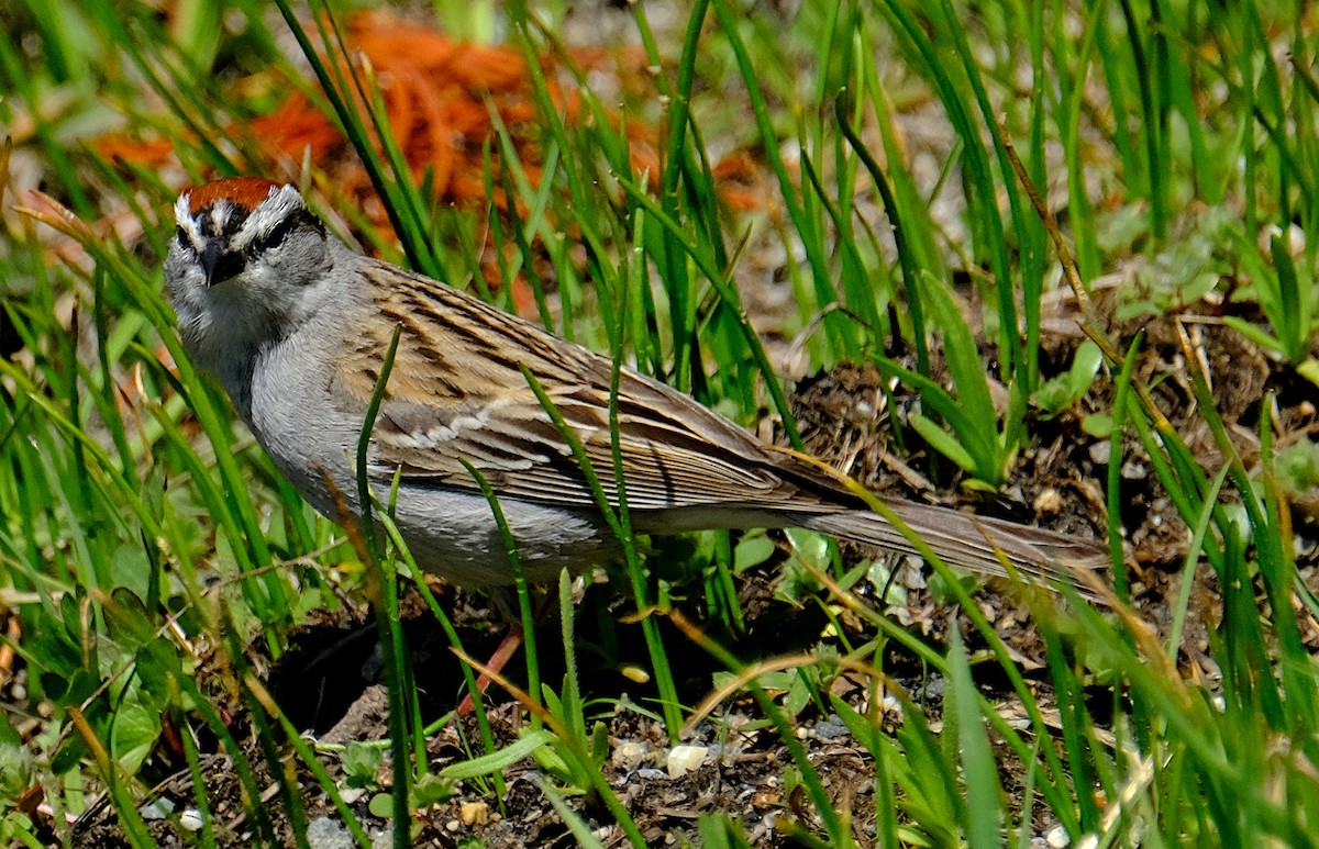 Chipping Sparrow - David Zittin