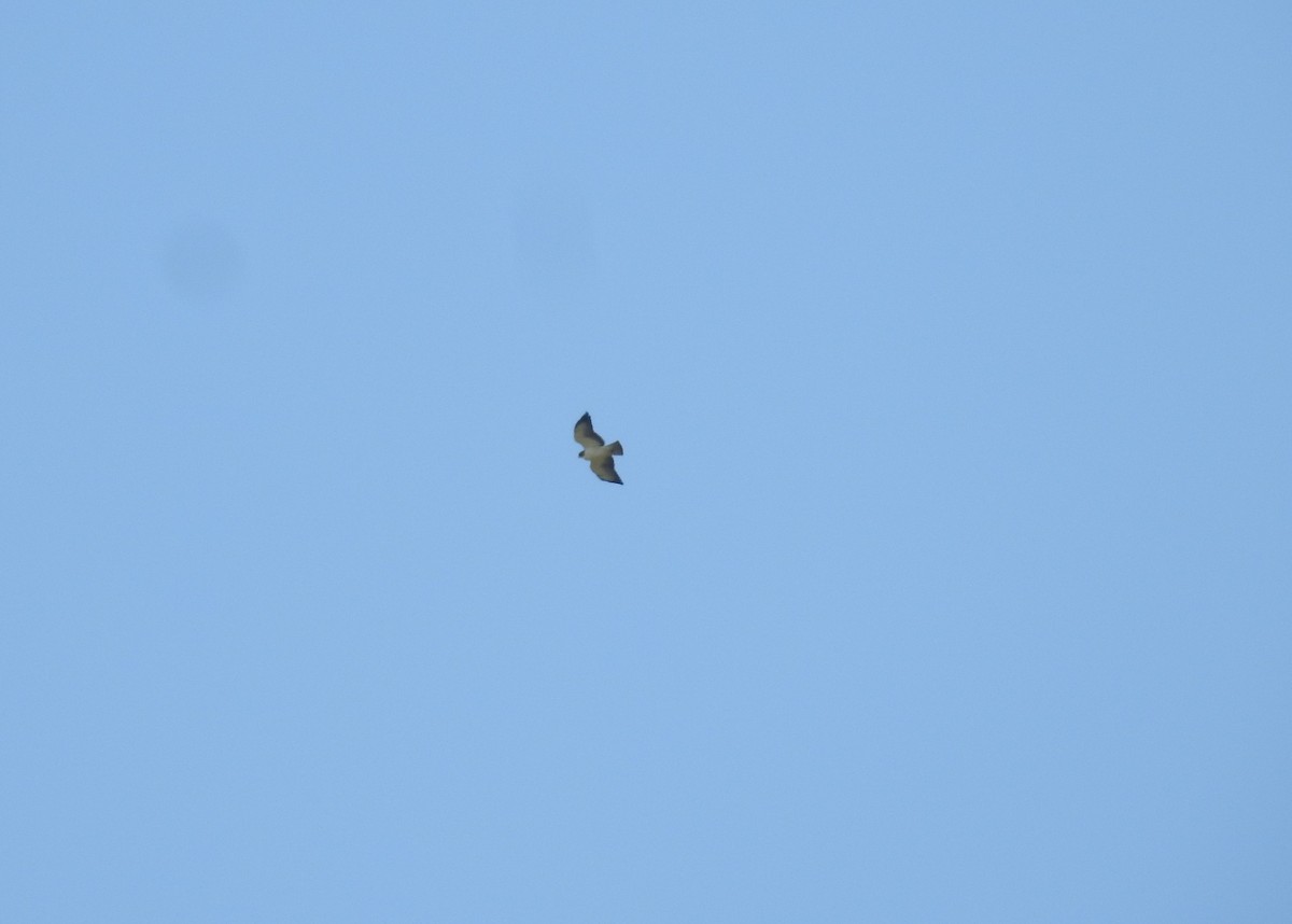 Short-tailed Hawk - Rudy Botzoc @ChileroBirding