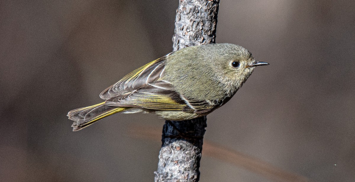 Ruby-crowned Kinglet - Guy Tremblay