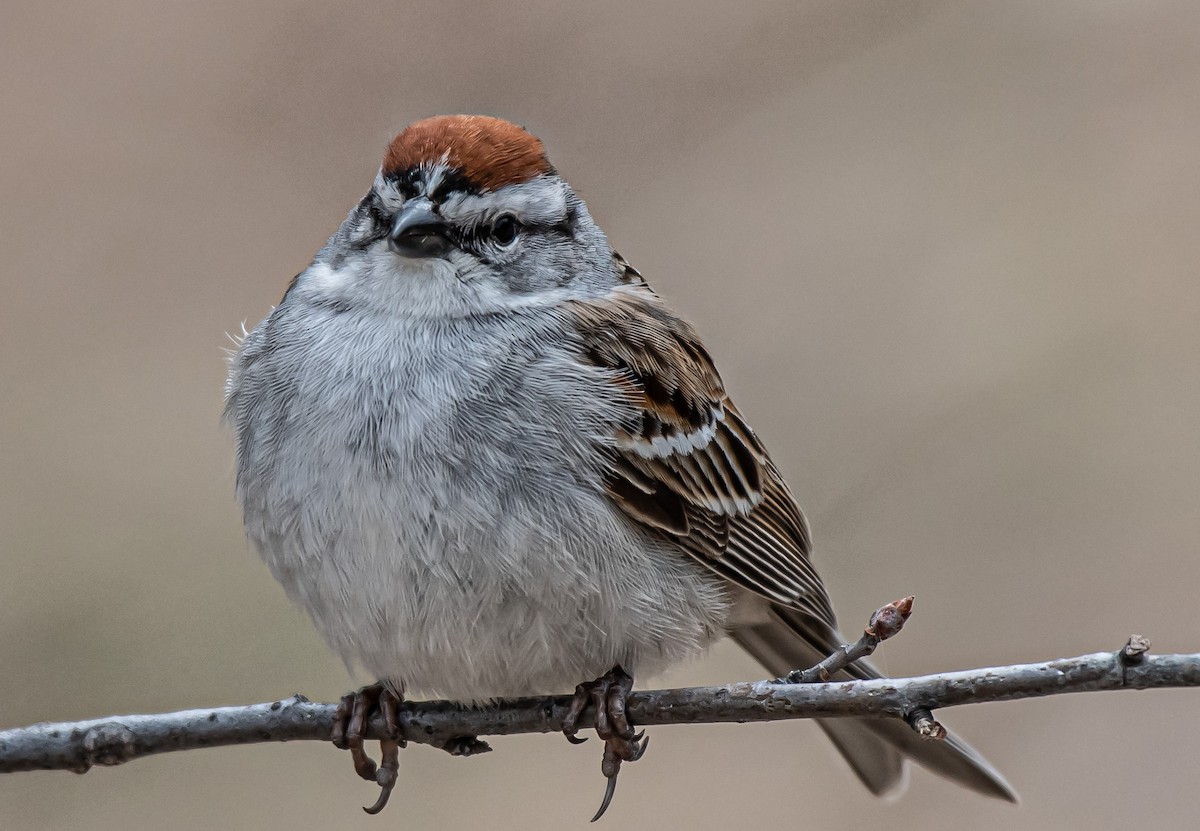 Chipping Sparrow - Guy Tremblay