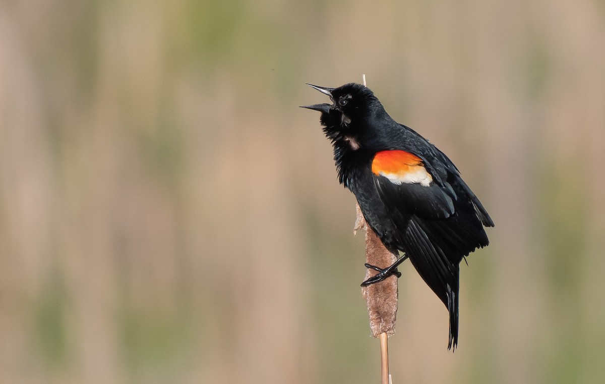 Red-winged Blackbird - Guy Tremblay