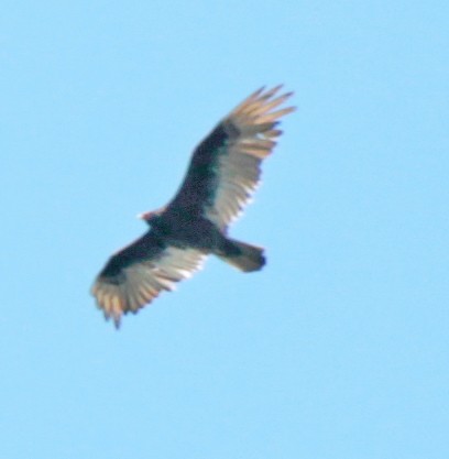 Turkey Vulture - ML163735431
