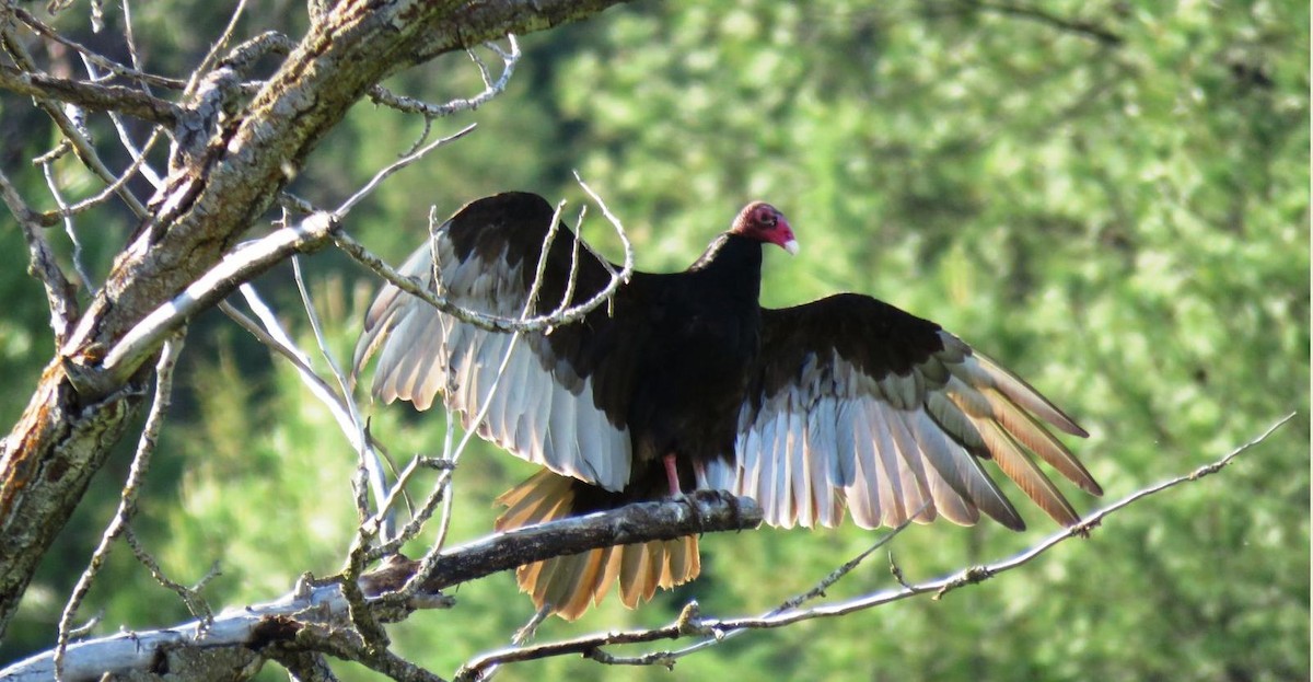 Turkey Vulture - ML163739631