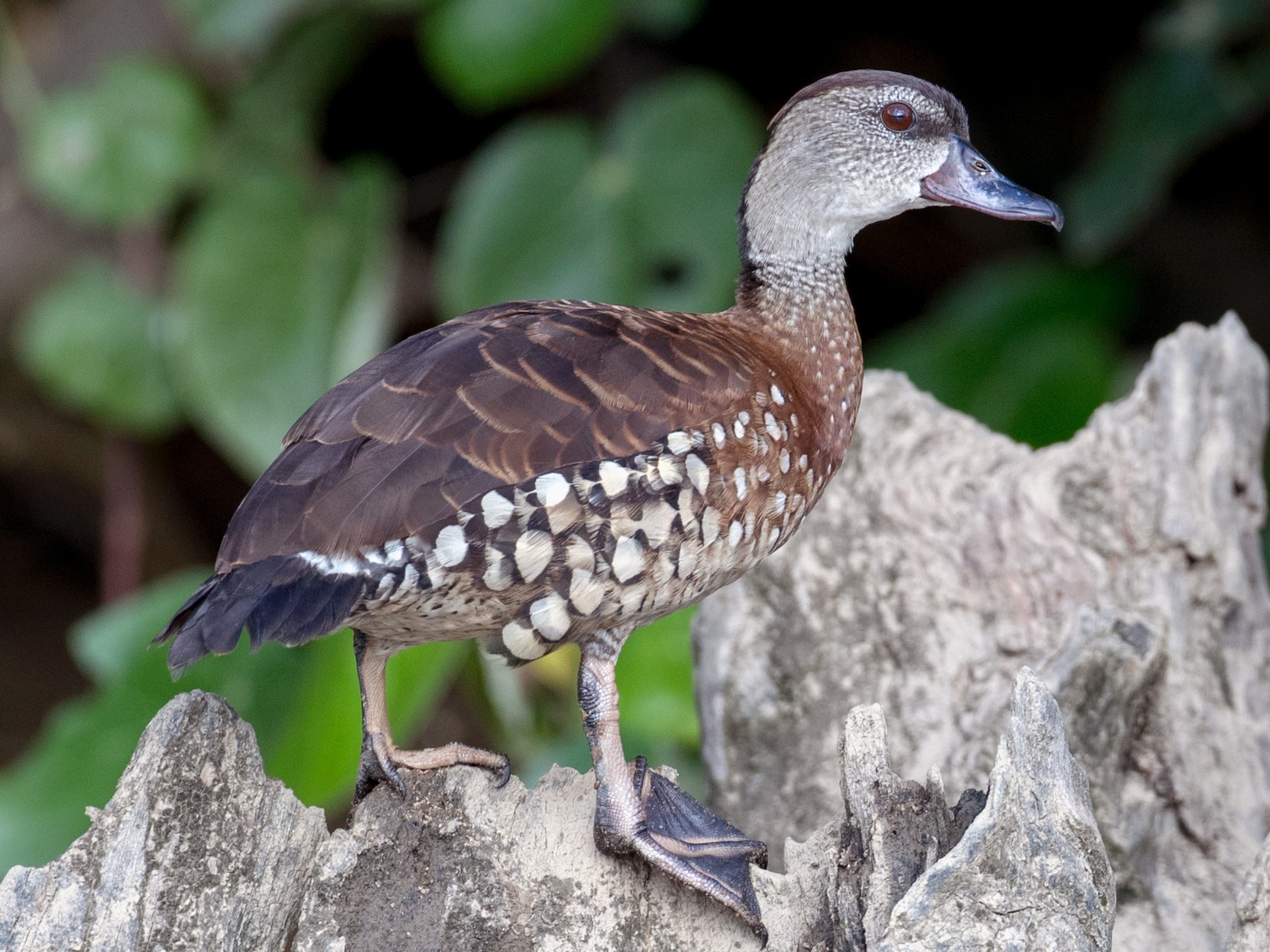 Spotted Whistling-Duck - Ian Davies
