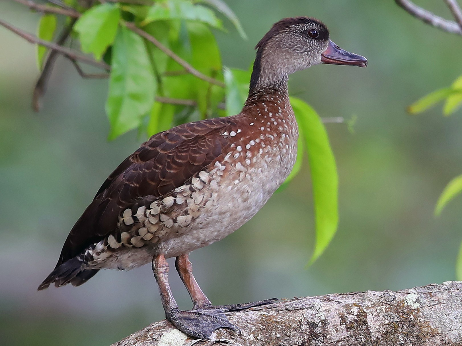 Spotted Whistling-Duck - Doug Herrington || Birdwatching Tropical Australia Tours