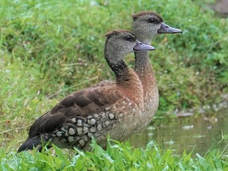 Belibis totol - eBird