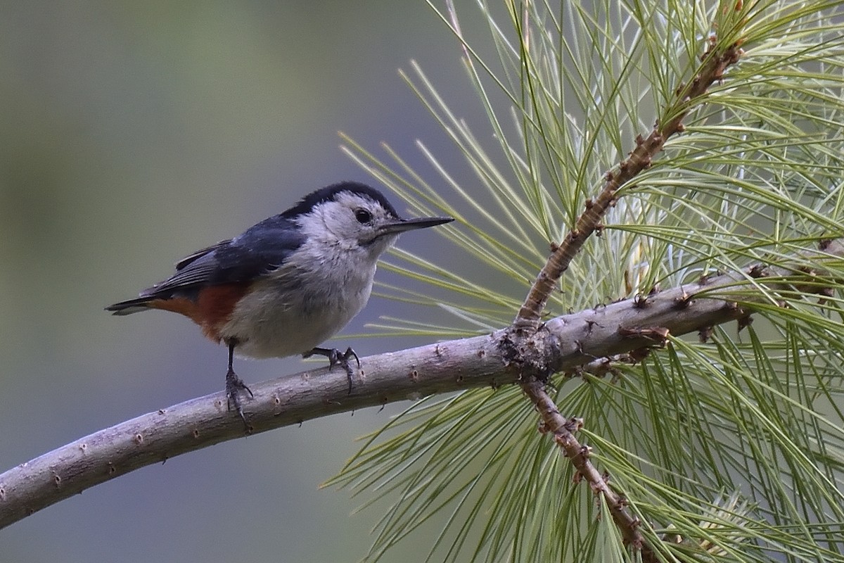 White-cheeked Nuthatch - ML163741681