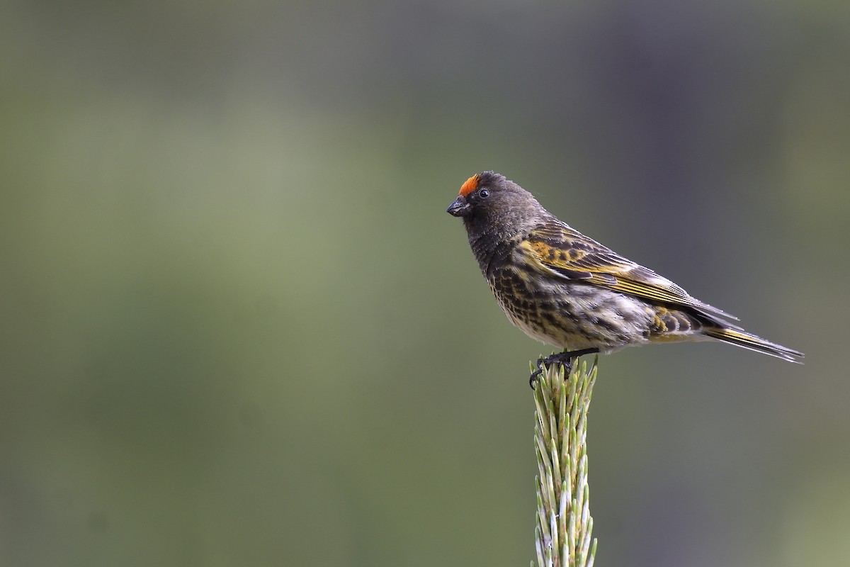 Fire-fronted Serin - ML163742211