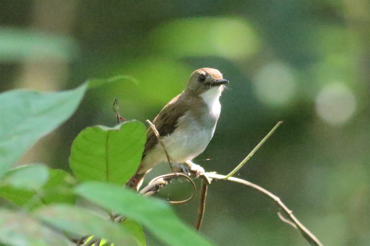 Gray-chested Jungle Flycatcher - ML163743751