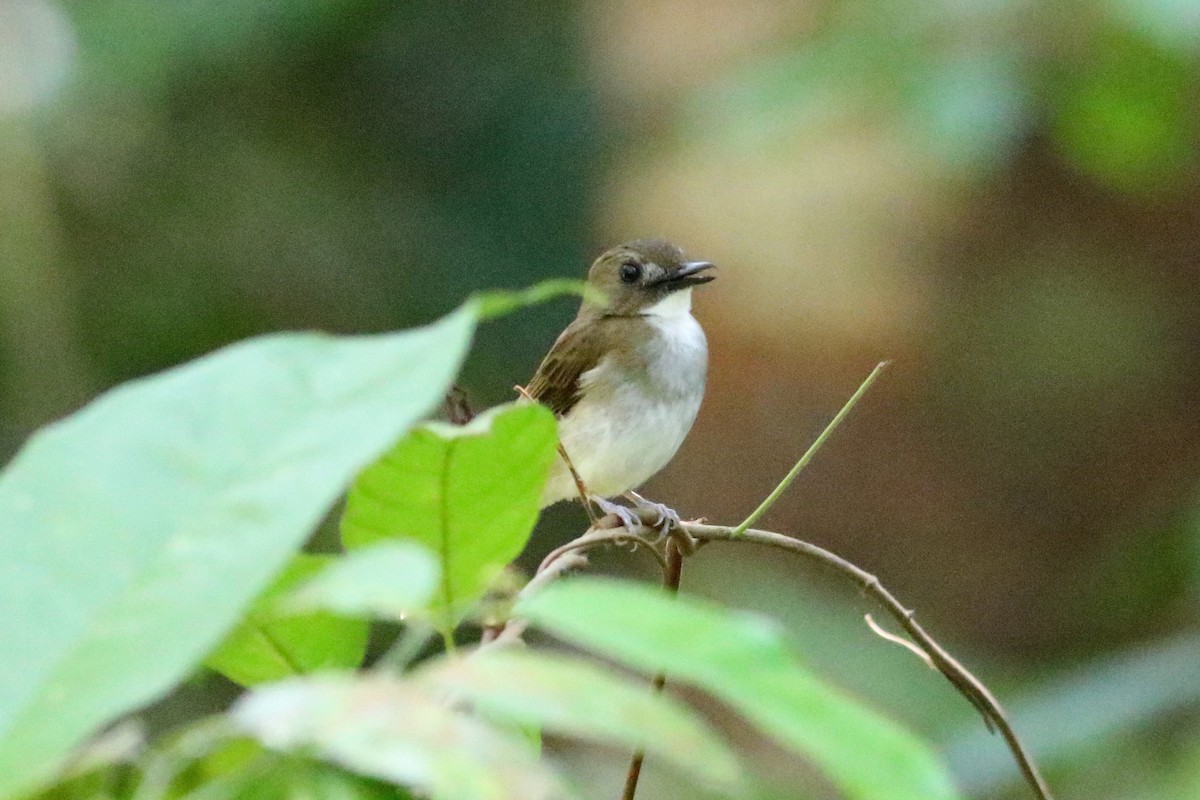 Gray-chested Jungle Flycatcher - ML163743761