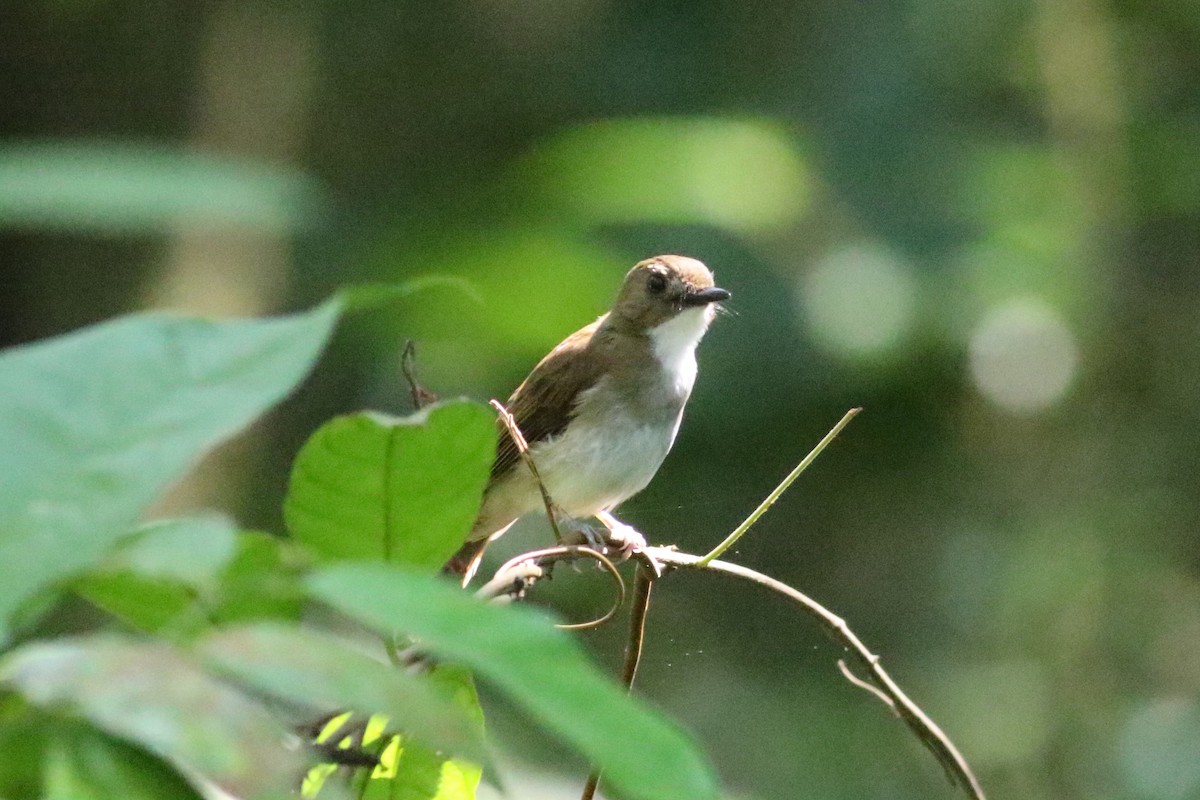 Gray-chested Jungle Flycatcher - ML163743771