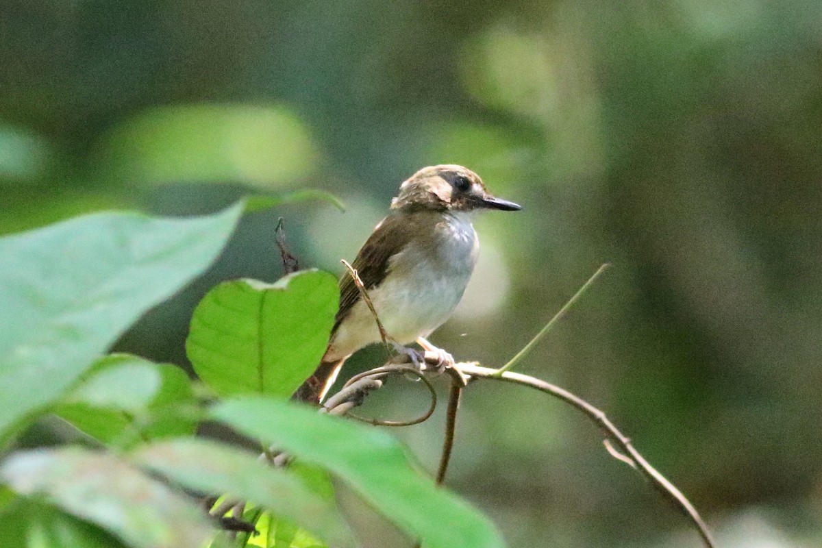 Gray-chested Jungle Flycatcher - ML163743791