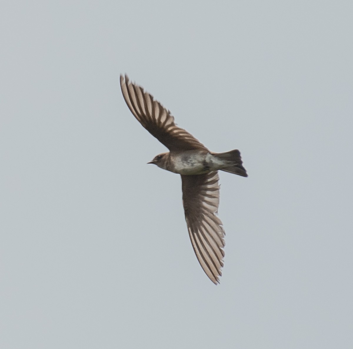 Northern Rough-winged Swallow - Marc Regnier