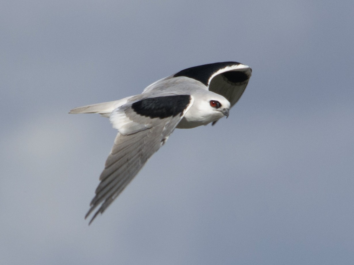 Letter-winged Kite - Owen Lishmund