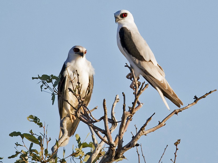 Letter-winged Kite - Laurie Ross | Tracks Birding & Photography Tours