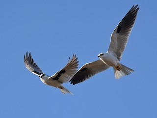 นกเต็มวัย (with Black-shouldered Kite) - Bruce Wedderburn - ML163743991