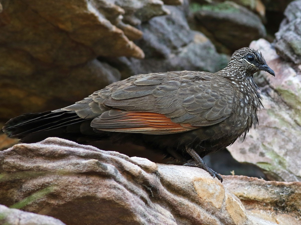 Chestnut-quilled Rock-Pigeon - Petrophassa rufipennis - Birds of the World