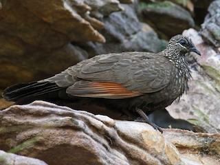  - Chestnut-quilled Rock-Pigeon