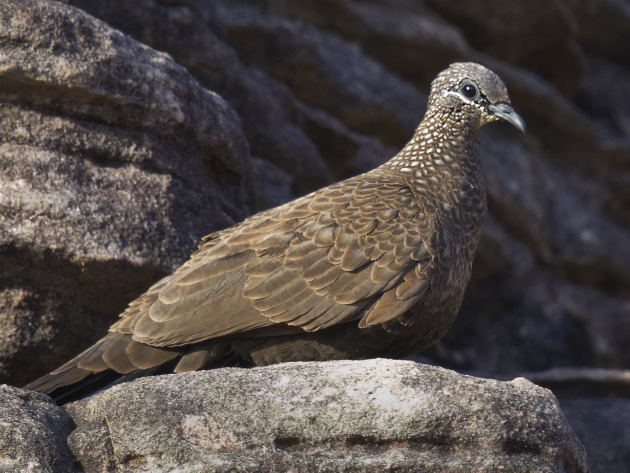 Chestnut-quilled Rock-Pigeon - eBird