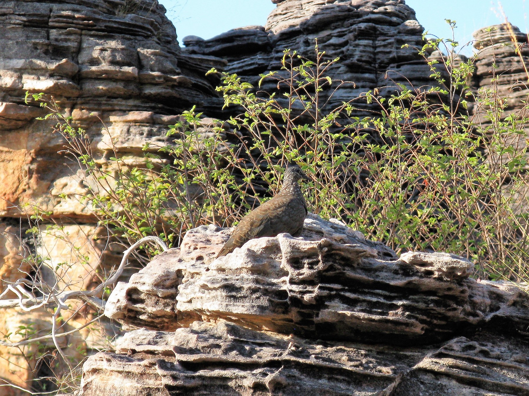 Chestnut-quilled Rock-Pigeon - eBird