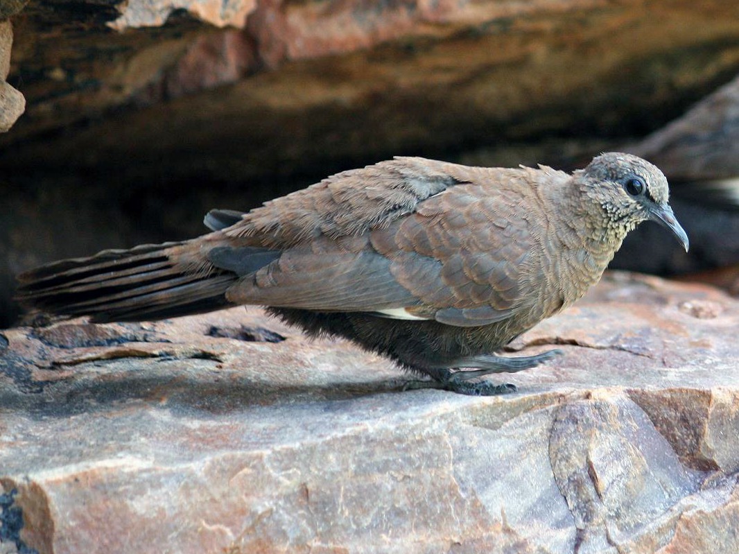 White-quilled Rock Pigeon - eBird