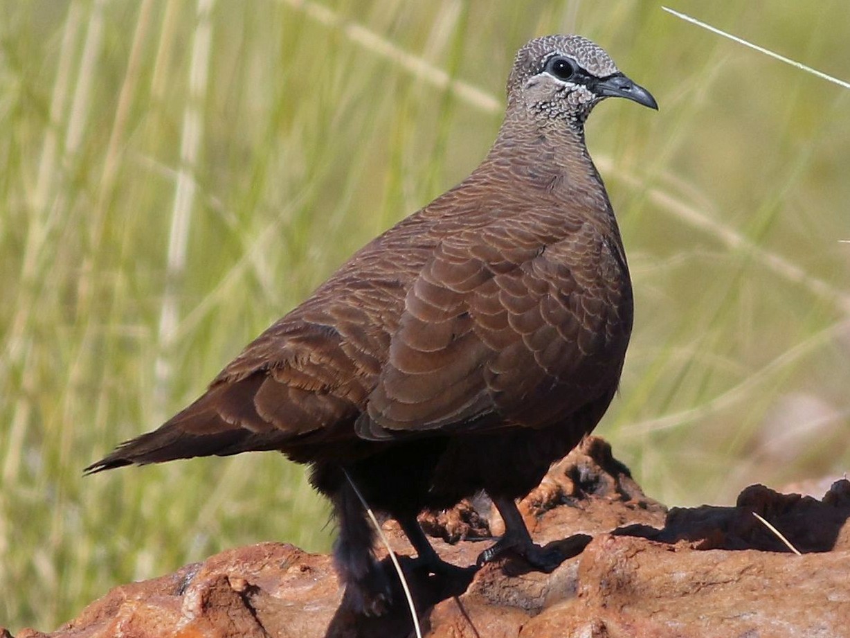 White-quilled Rock Pigeon - eBird