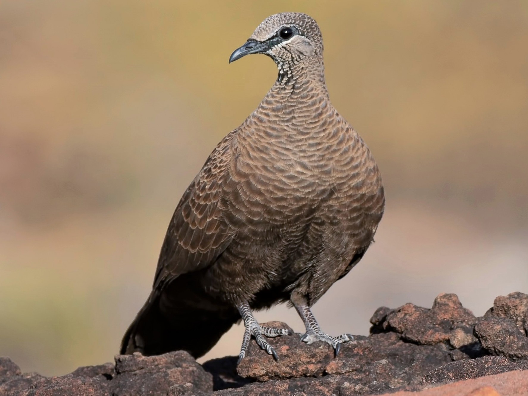 White-quilled Rock-Pigeon - Barry Deacon