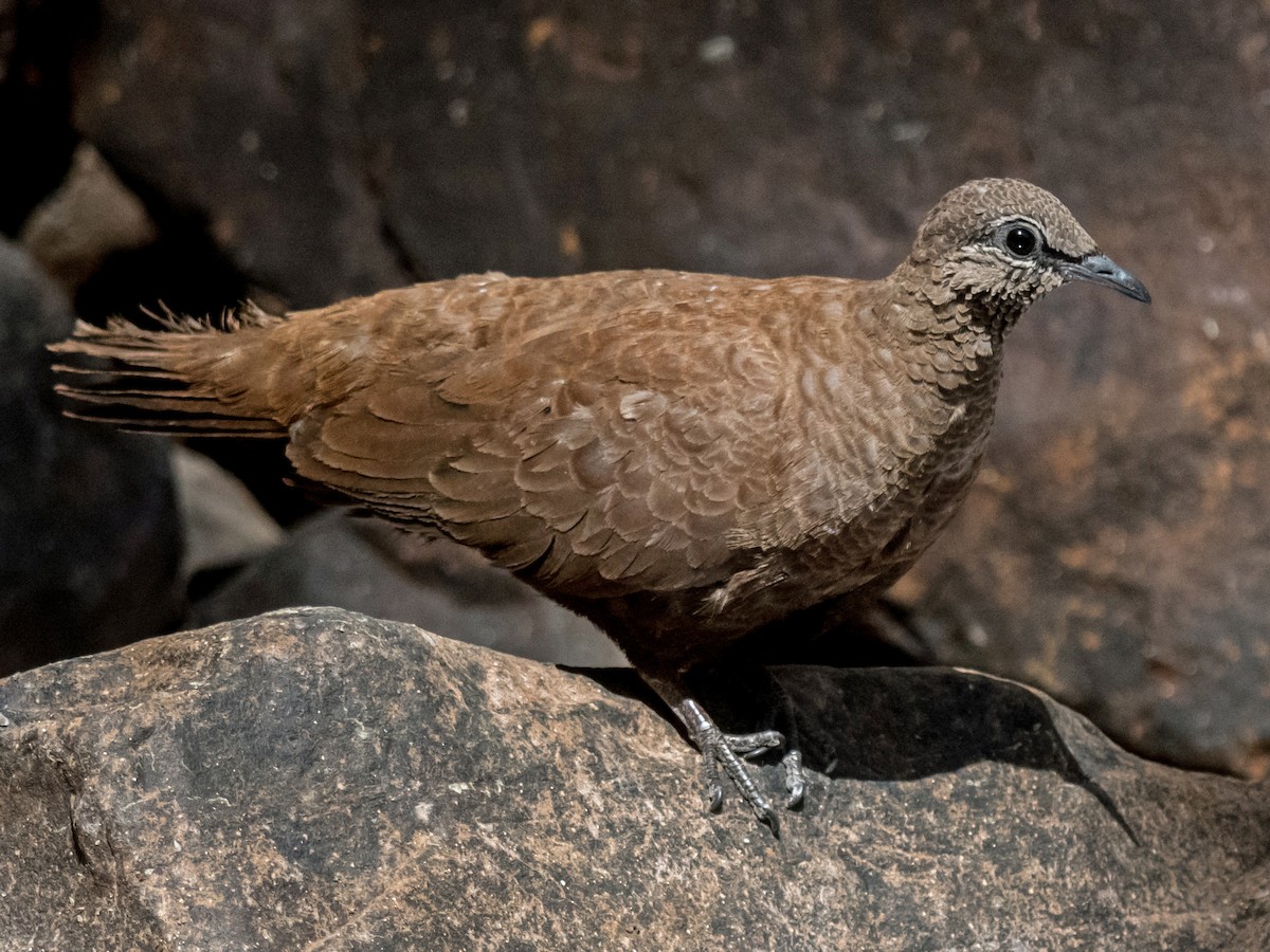 White-quilled Rock-Pigeon - Petrophassa albipennis - Birds of the World