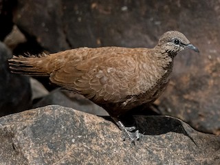  - White-quilled Rock-Pigeon