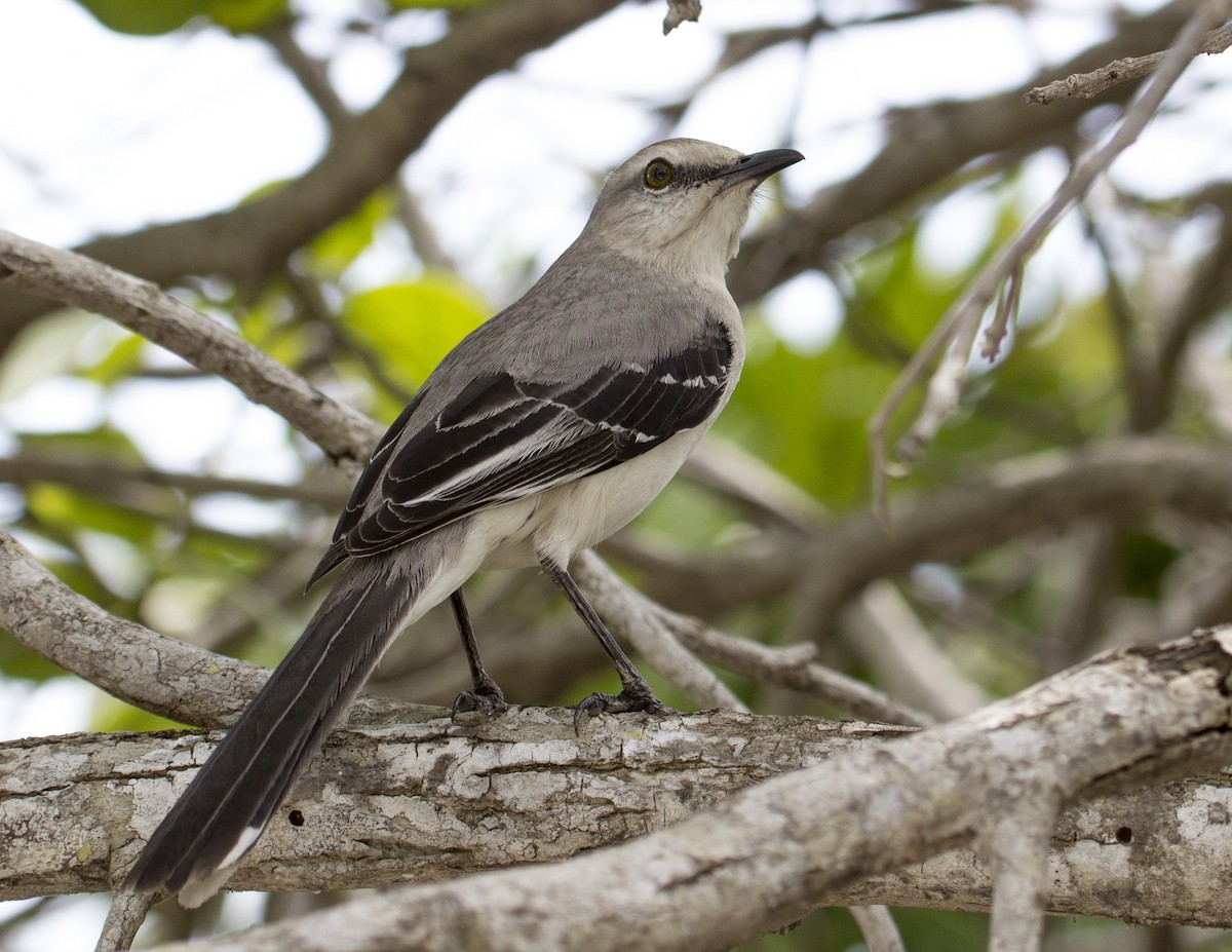 Tropical Mockingbird - ML163757081