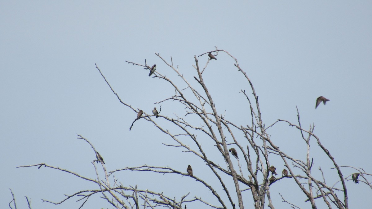Northern Rough-winged Swallow - Nancy Salem