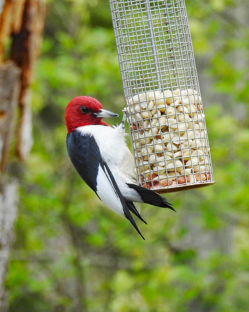 Red-headed Woodpecker - Karen Zeleznik