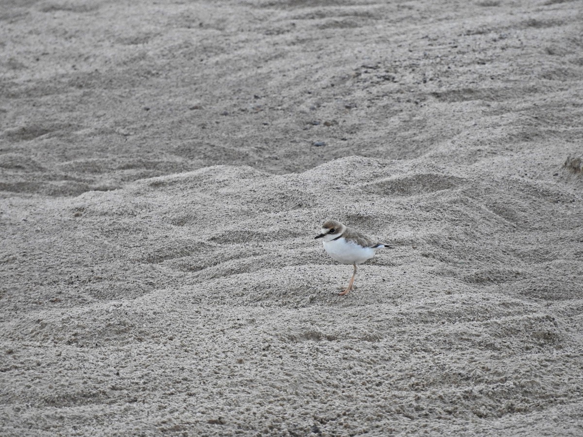 Collared Plover - Chris Bell