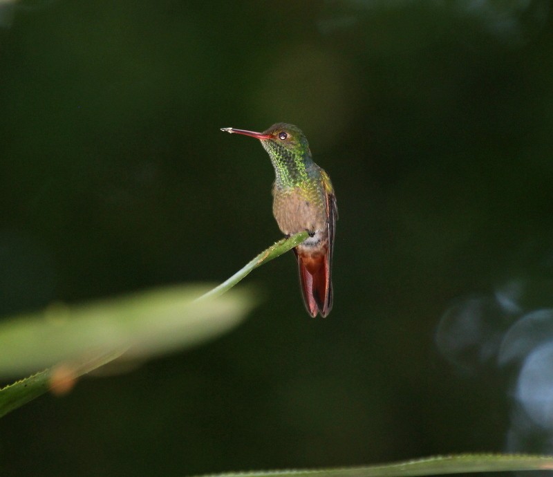 Rufous-tailed Hummingbird - Rolando Chávez